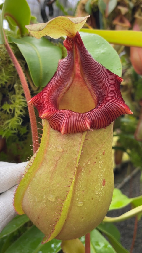 N. veitchii x ventricosa – selected clones: BE-4674 *Pre-Order*