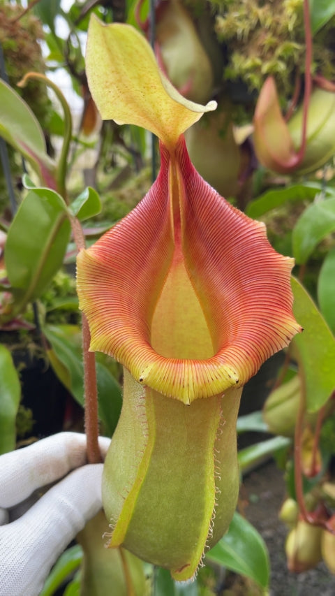 N. veitchii x ventricosa – selected clones: BE-4674 *Pre-Order*