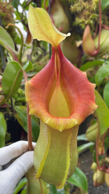 N. veitchii x ventricosa – selected clones: BE-4674 *Pre-Order*