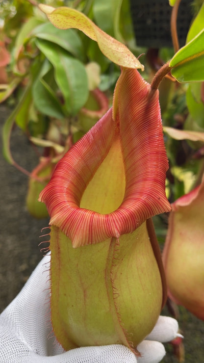 N. veitchii x ventricosa – selected clones: BE-4674 *Pre-Order*