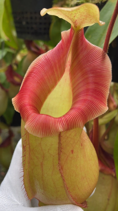 N. veitchii x ventricosa – selected clones: BE-4674 *Pre-Order*