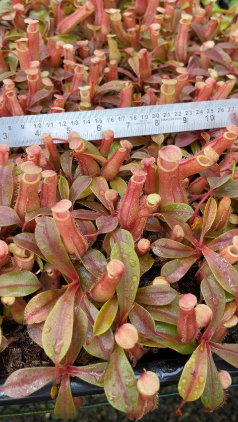 N. veitchii x ventricosa – selected clones: BE-4674 *Pre-Order*