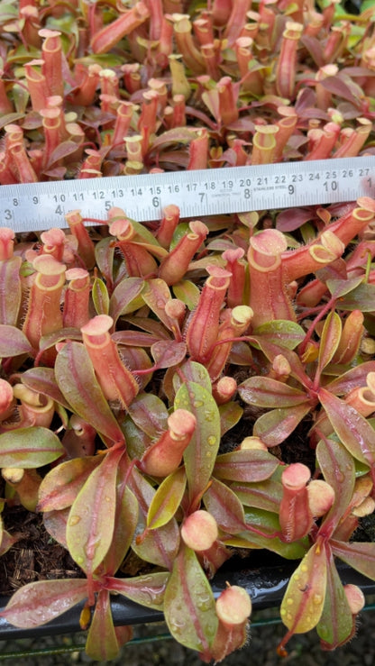 N. veitchii x ventricosa – selected clones: BE-4674 *Pre-Order*