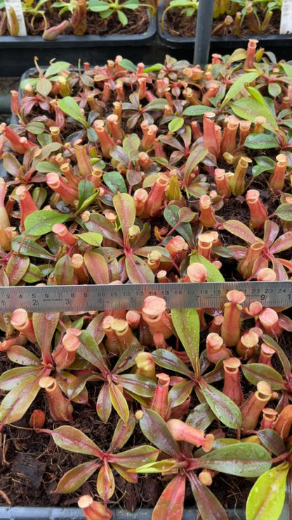 N. veitchii x ventricosa – selected clones: BE-4674 *Pre-Order*