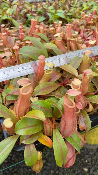 N. veitchii x ventricosa – selected clones: BE-4674 *Pre-Order*