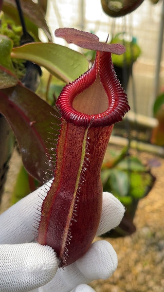 N. {[(lowii x veitchii) x boschiana] x [(veitchii x maxima) x veitchii]} x edwardsiana - clone # 3: BE-4678 (FC-145)