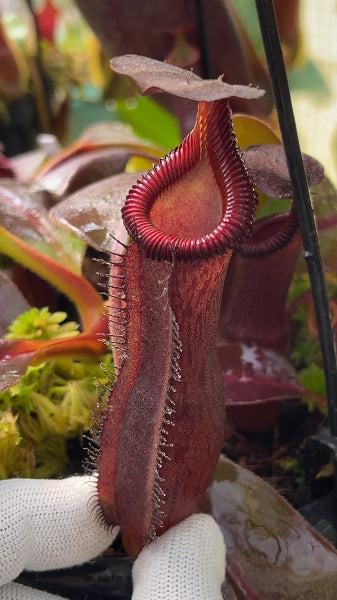 N. {[(lowii x veitchii) x boschiana] x [(veitchii x maxima) x veitchii]} x edwardsiana - clone # 3: BE-4678 (FC-145) *Pre-Order*