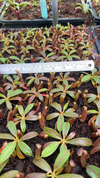 N. {[(lowii x veitchii) x boschiana] x [(veitchii x maxima) x veitchii]} x edwardsiana - clone # 3: BE-4678 (FC-145) *Pre-Order*