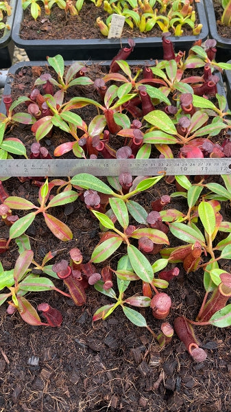 N. {[(lowii x veitchii) x boschiana] x [(veitchii x maxima) x veitchii]} x edwardsiana - clone # 3: BE-4678 (FC-145) *Pre-Order*