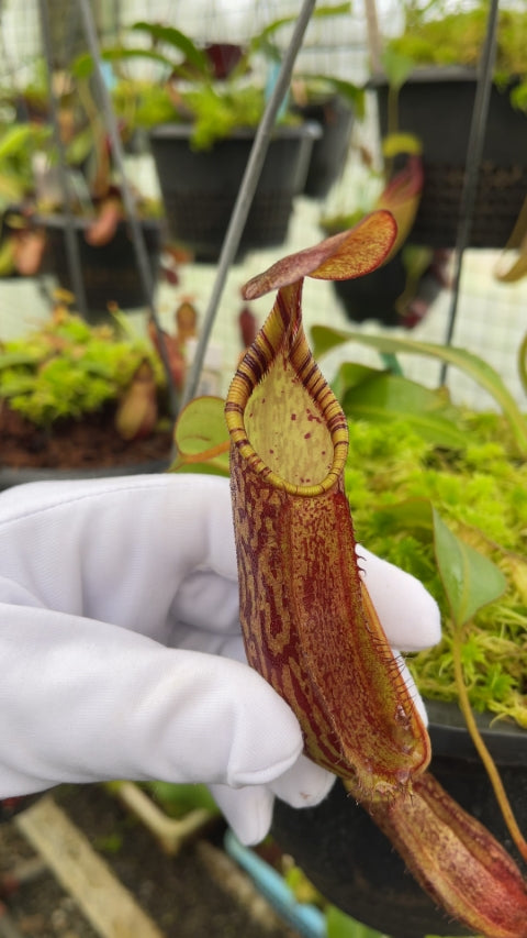 N. spectabilis x ephippiata – assorted clones: BE-4681
