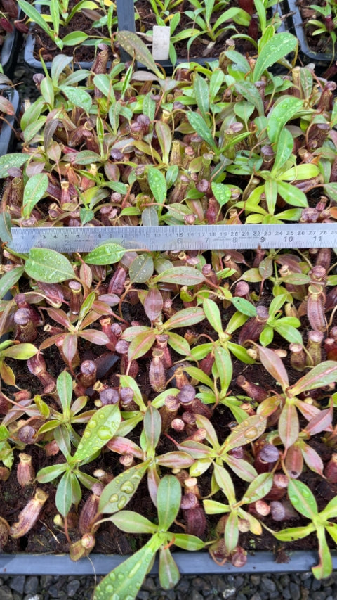 N. spectabilis x ephippiata – assorted clones: BE-4681 *Pre-Order*