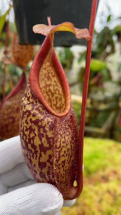 N. gymnamphora – tall form: BE-4687