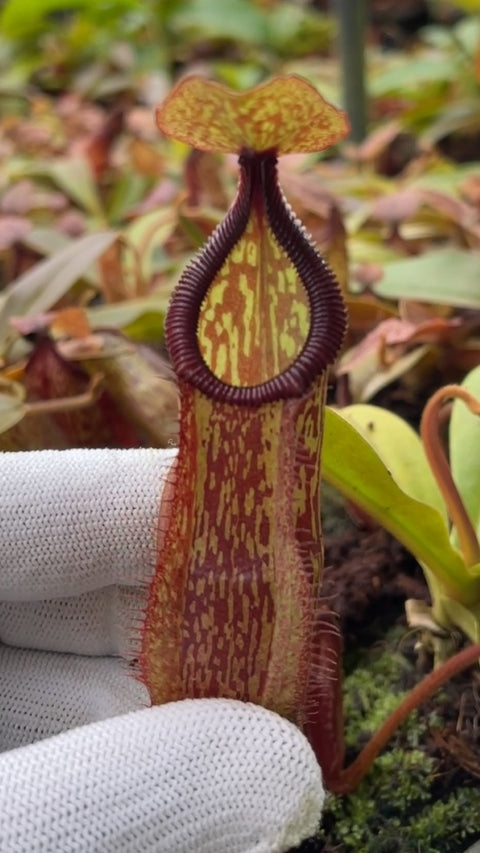 N. hamata x maxima - assorted clones: BE-4689