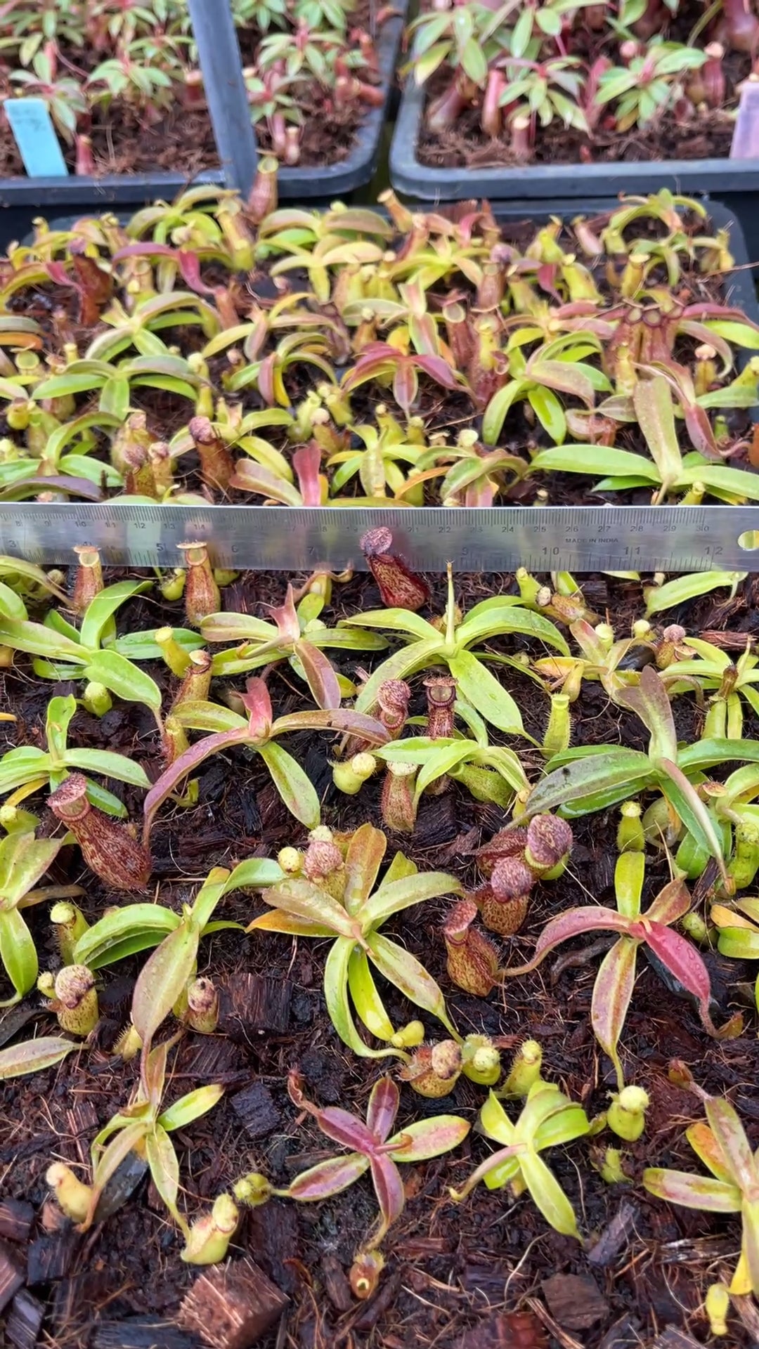 N. hamata x maxima - assorted clones: BE-4689 *Pre-Order*