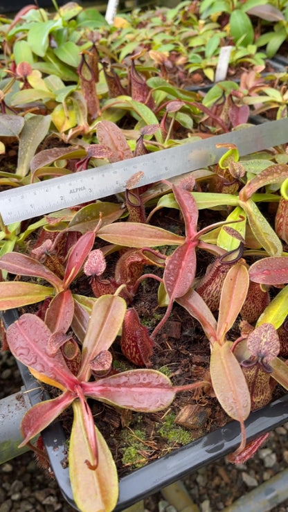 N. hamata x maxima - assorted clones: BE-4689 *Pre-Order*