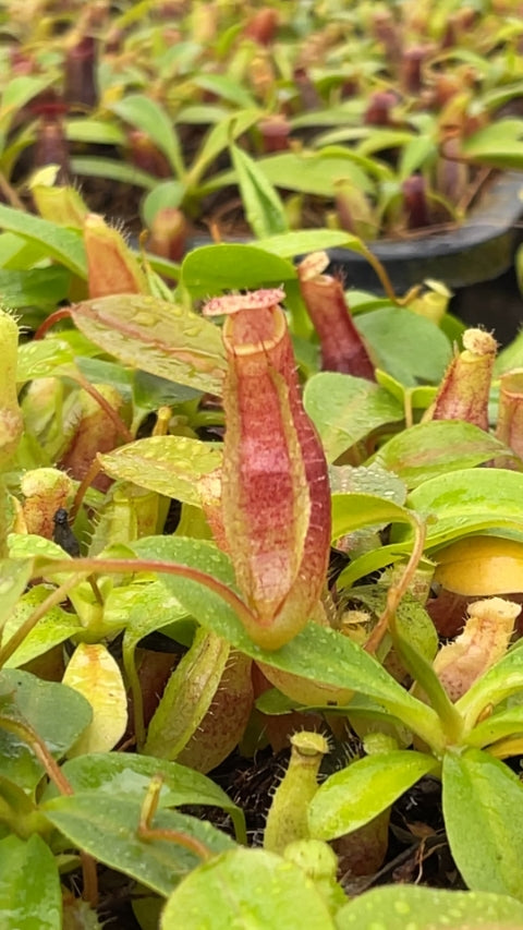 N. eustachya x ephippiata: BE-4695 *Pre-Order*