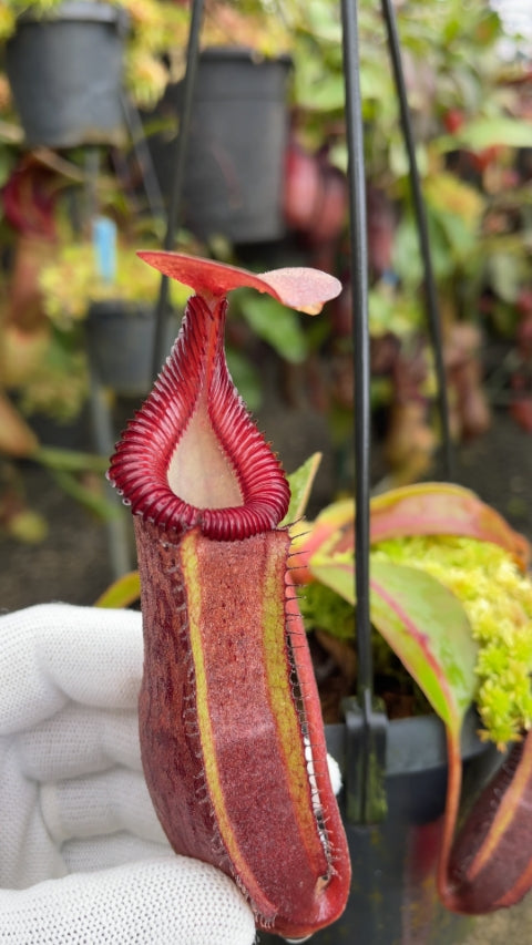 N. {[(lowii x veitchii) x boschiana] x [(veitchii x maxima) x veitchii]} x edwardsiana – FC-145
