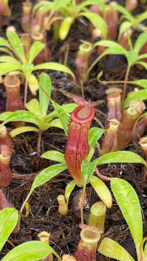 N. jamban x burkei: BE-4702 *Pre-Order*