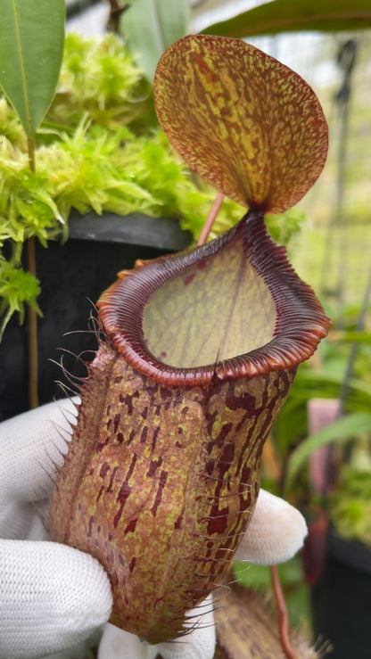 N. hamata x tenuis – assorted clones: BE-4709