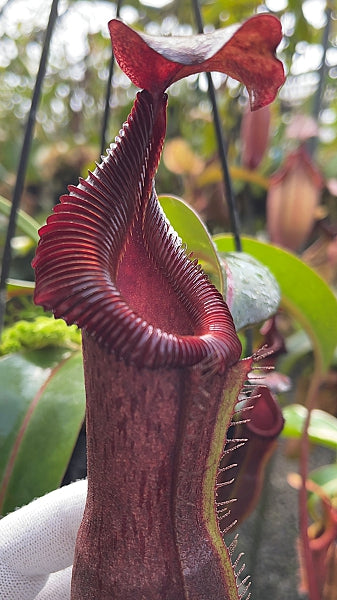 N. {[(lowii x veitchii) x boschiana] x [(veitchii x maxima) x veitchii]} x edwardsiana – FC-145