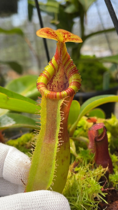 N. {[(lowii x veitchii) x boschiana] x [(veitchii x maxima) x veitchii]} x edwardsiana – FC-145