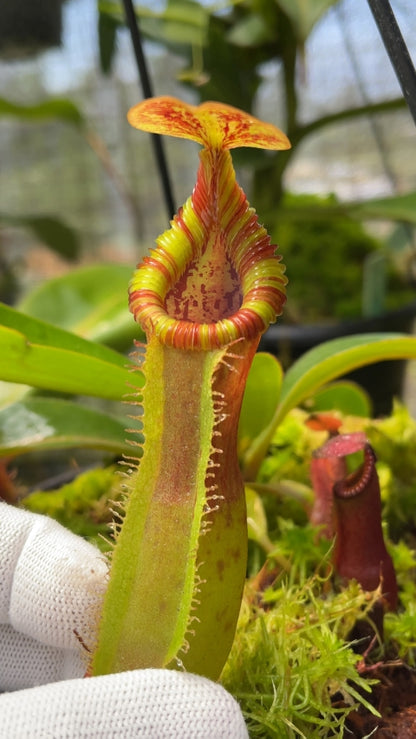 N. {[(lowii x veitchii) x boschiana] x [(veitchii x maxima) x veitchii]} x edwardsiana – FC-145