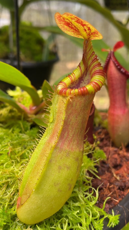 N. {[(lowii x veitchii) x boschiana] x [(veitchii x maxima) x veitchii]} x edwardsiana – FC-145
