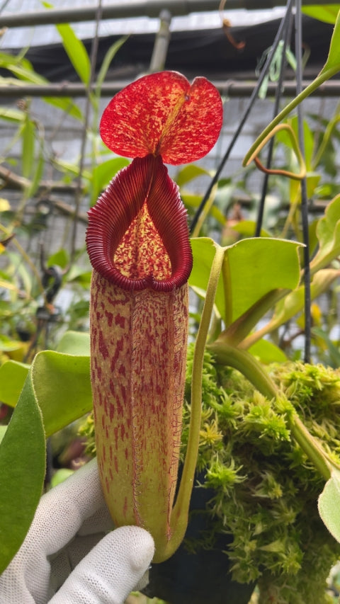 N. robcantleyi x klossii - best selected clone: BE-4719