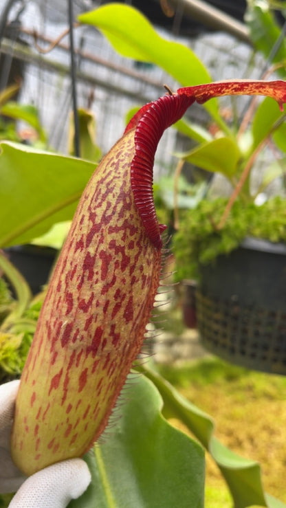 N. robcantleyi x klossii - best selected clone: BE-4719 *Pre-Order*