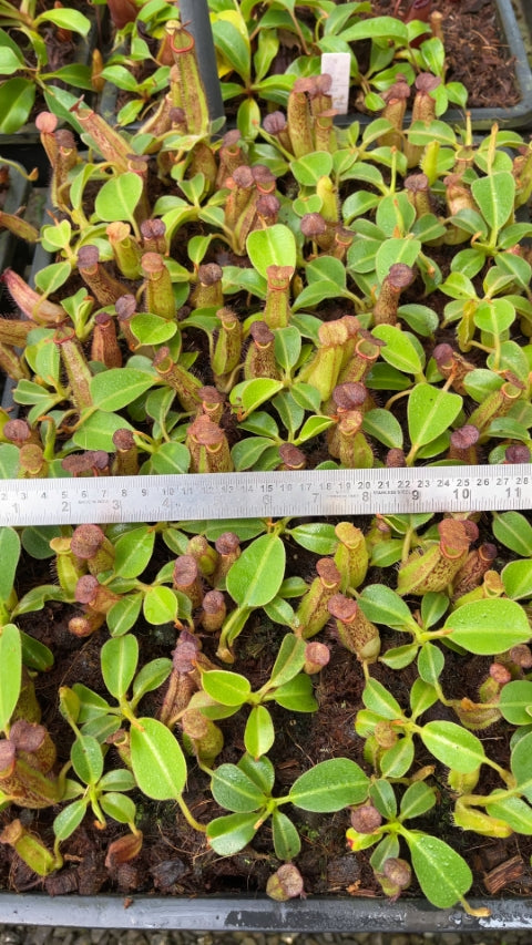 N. robcantleyi x klossii - best selected clone: BE-4719 *Pre-Order*