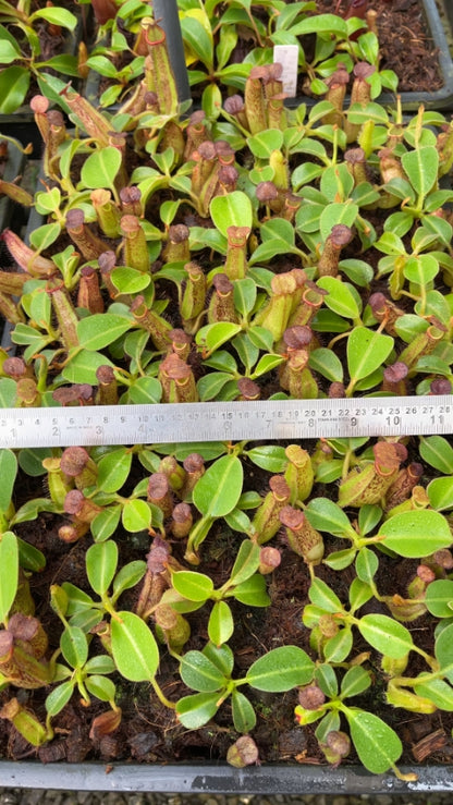 N. robcantleyi x klossii - best selected clone: BE-4719 *Pre-Order*