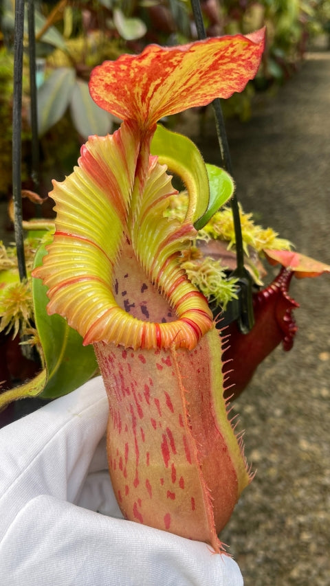 N. veitchii Pa’Umor x edwardsiana – selected clone – FC-182: BE-4672 & BE-4722
