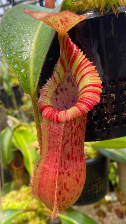 N. veitchii Pa’Umor x edwardsiana – selected clone – FC-182: BE-4672 & BE-4722