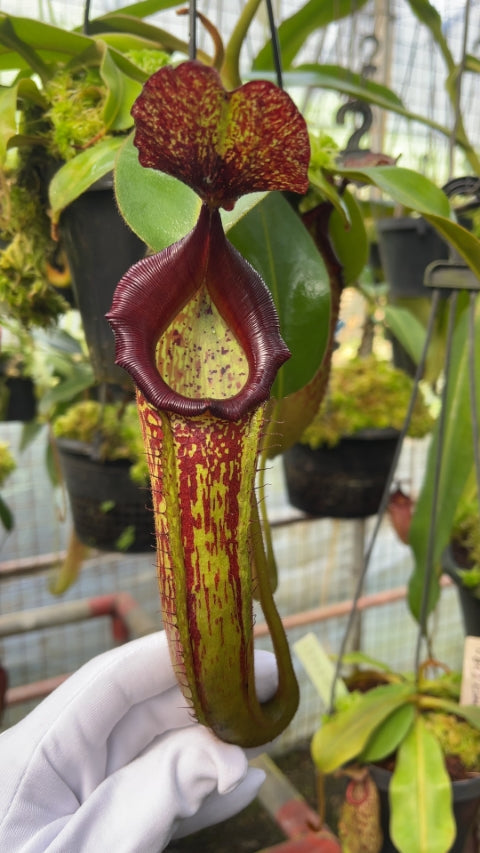 N. (veitchii x platychila) x klossii - assorted clones: BE-4724