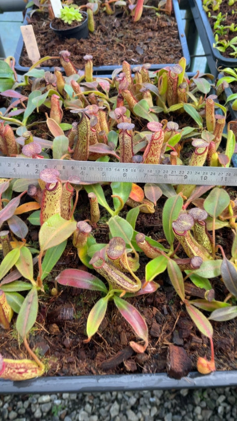 N. (veitchii x platychila) x klossii - assorted clones: BE-4724 *Pre-Order*
