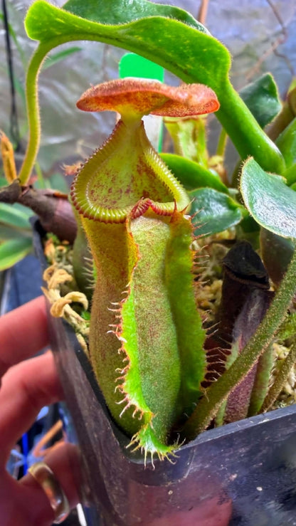 N. villosa x (lowii x truncata) - giant - selected clone 7 - FC-321: BE-4727 *Pre-Order*