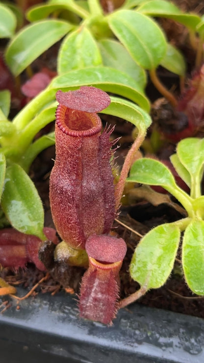 N. villosa x (lowii x truncata) - giant - selected clone 7 - FC-321: BE-4727 *Pre-Order*