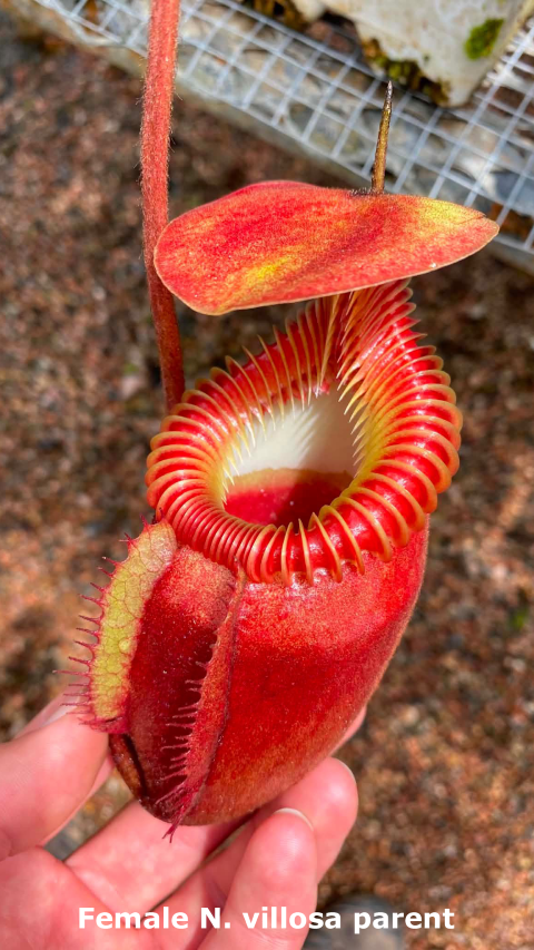N. villosa x (lowii x truncata) - giant - selected clone 7 - FC-321: BE-4727 *Pre-Order*