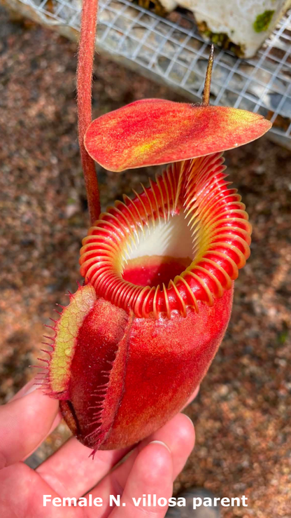 N. villosa x (lowii x truncata) - giant - selected clone 7 - FC-321: BE-4727 *Pre-Order*