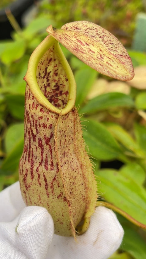 N. mapuluensis clone # 5: BE-4729 (FC-143)