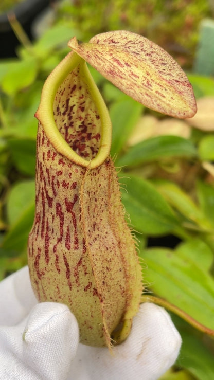 N. mapuluensis clone # 5: BE-4729 (FC-143)