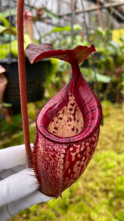 N. talangensis x burbidgeae – assorted clones: BE-4730