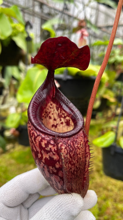 N. talangensis x burbidgeae – assorted clones: BE-4730 *Pre-Order*