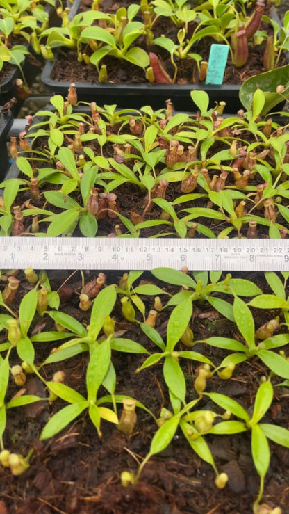 N. talangensis x burbidgeae – assorted clones: BE-4730 *Pre-Order*