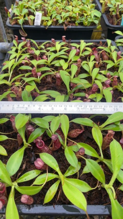N. talangensis x burbidgeae – assorted clones: BE-4730 *Pre-Order*