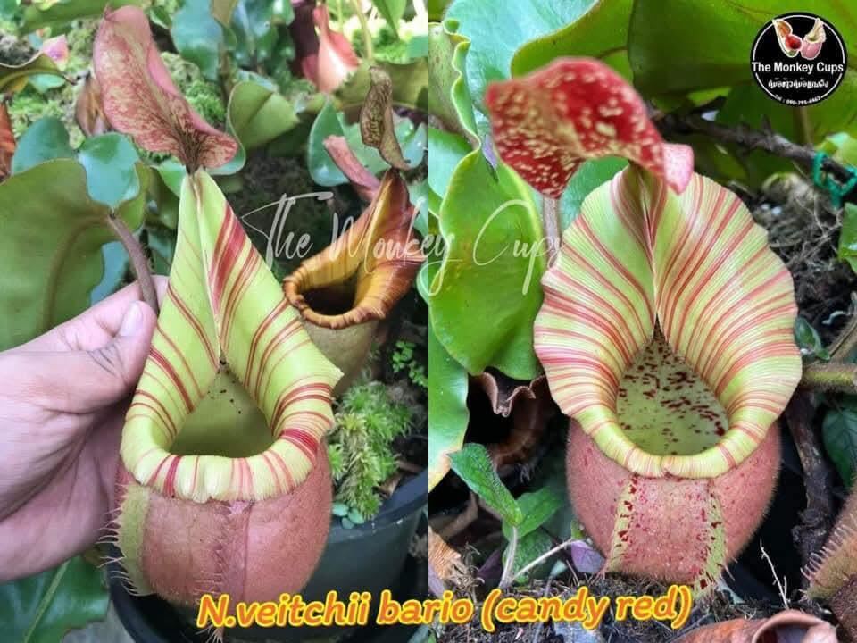 Nepenthes – King Karnivores
