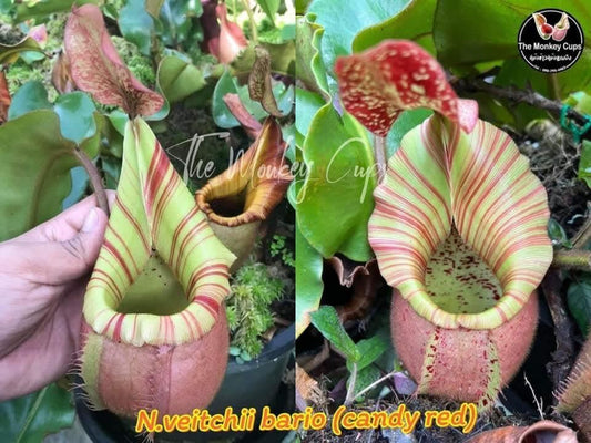 Nepenthes veitchii 'Bario Candy Red'