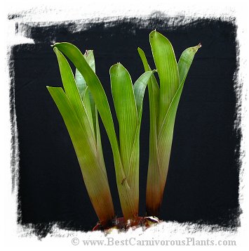 Brocchinia reducta {France strain, clone # 1, 2} / 1+ plants, size 5-10 cm