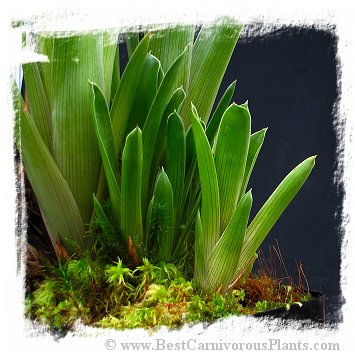 Brocchinia reducta {France strain, clone # 1, 2} / 1+ plants, size 5-10 cm *BCP Import* *Bonus Eligible*