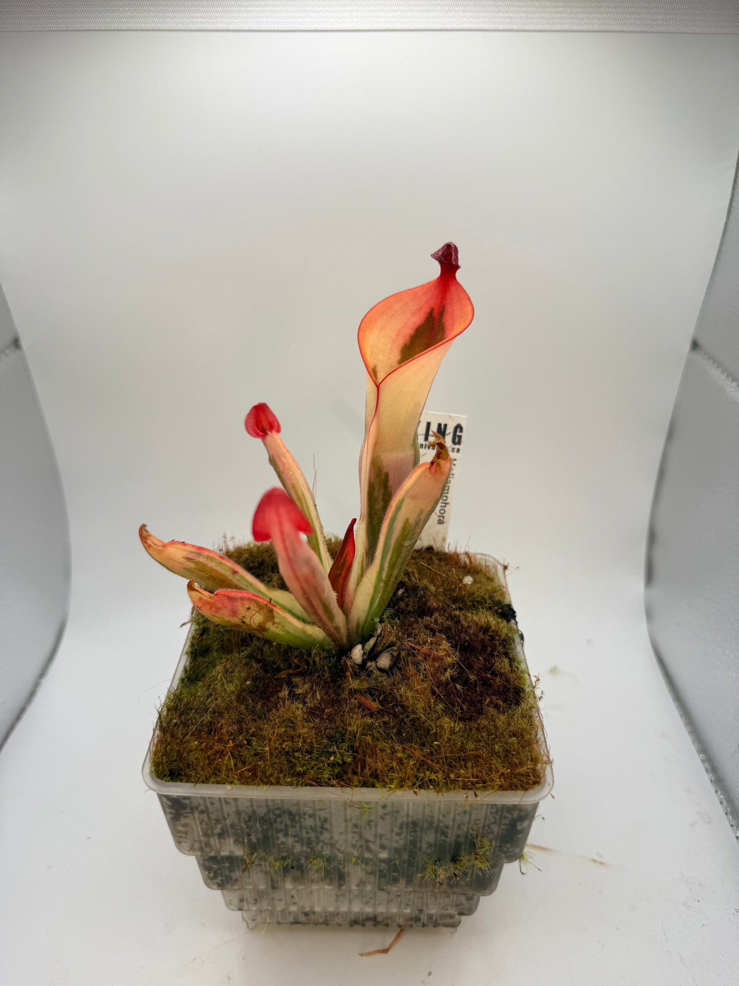 Heliamphora “Flamingo”